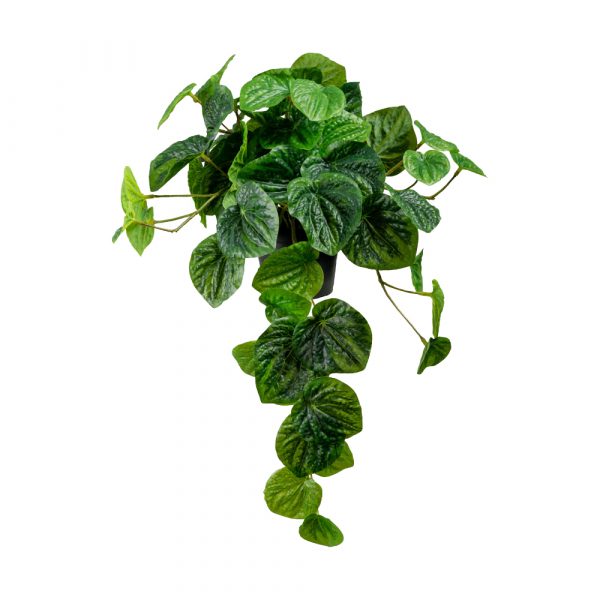 Zpoistunut Peperomia ruukussa tekokasvi, Mr Plant