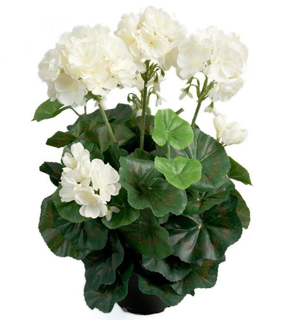 Zpoistunut Pelargoni kermanvalkoinen tekokukka, Mr Plant