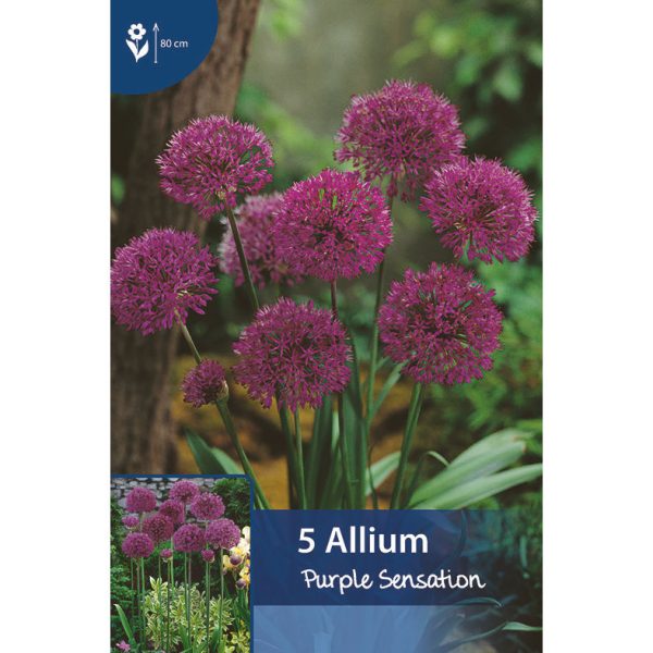 pallomaisia purppuran värisiä laukan kukkia