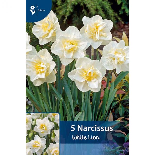 valkoisia white lion narsisseja joissa keltainen keskus