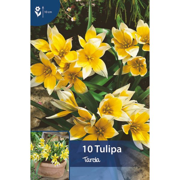 keltavalkoisia tarda tulppaaneja, joissa teräväkärkiset lehdet