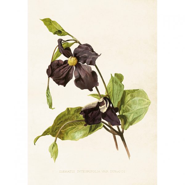Kasvitaulu juliste Kärhö - Clematis 35 x 50 cm, Sköna Ting