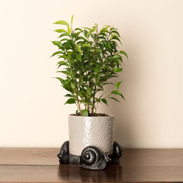 Ruukkutassut Etana 3 kpl setti, Jardinopia - Image 3