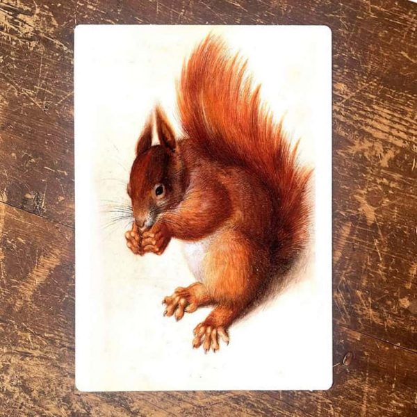 Peltikyltti Orava 20x25 cm