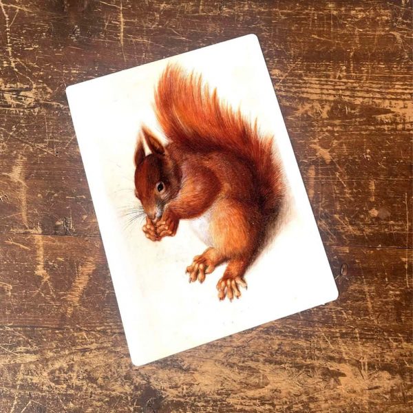 Peltikyltti Orava 20x25 cm - Image 2