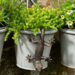 Ruukkukaveri Sisilisko / Gekko, Jardinopia on lisätty toivelistallesi