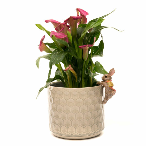 Ruukkukaveri Beatrix Potter Flopsy pupu, Jardinopia - Image 7