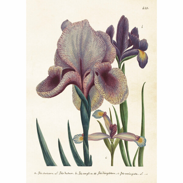 iiris juliste