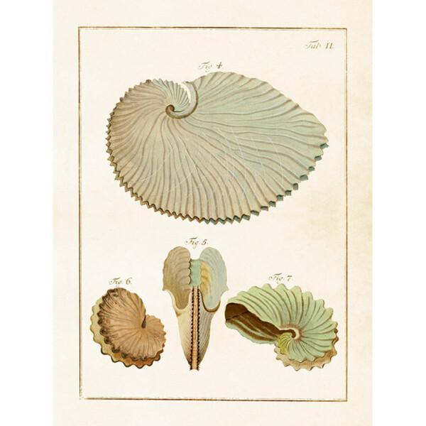 Kasvitaulu Kotilot - Top snails 18 x 24 cm, Sköna Ting