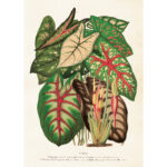 Kasvitaulu juliste Kirjolehdet  50 x 70 cm, Sköna ting on lisätty toivelistallesi