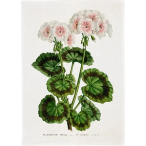Keittiöpyyhe Valkoinen pelargoni, Sköna Ting